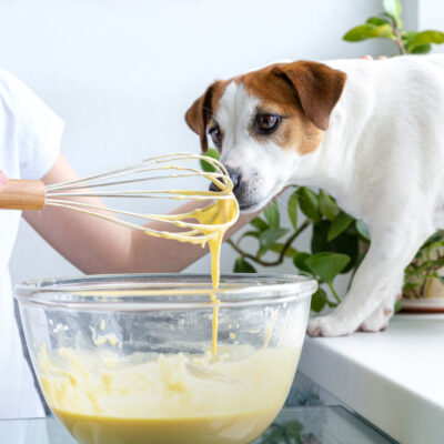 5 Simple Homemade Dog Food Recipes