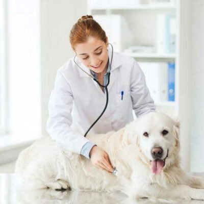 5 reasons you need to have pet insurance