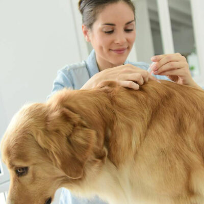 3 effective flea and tick treatments for your dog