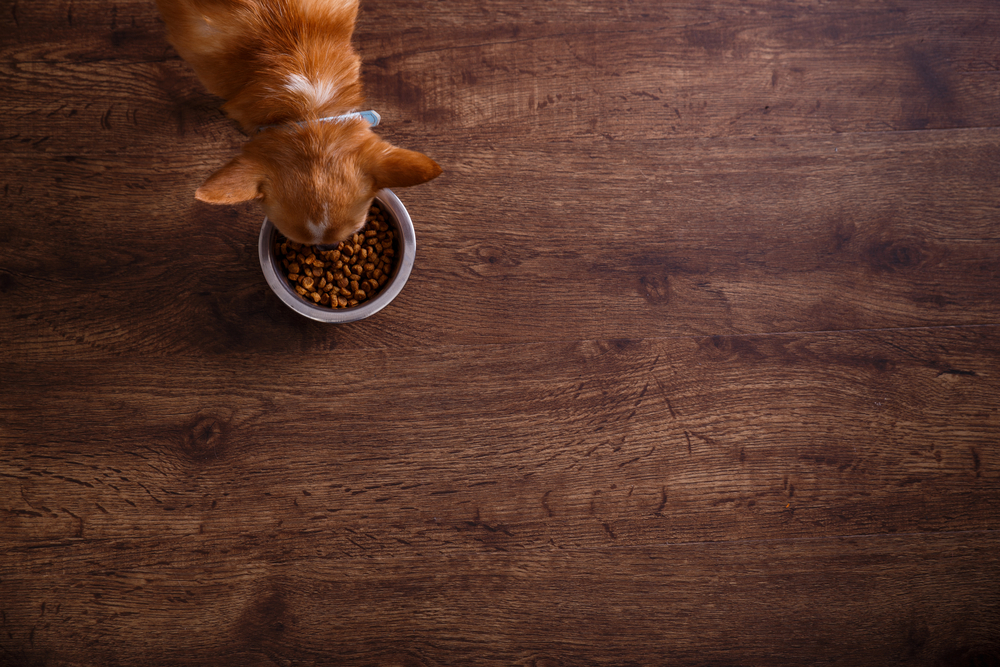 Choosing the Best Dog Food for Allergies