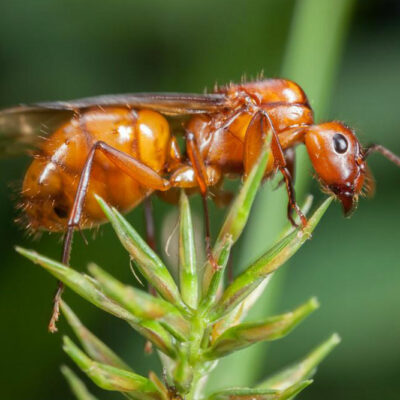 Effective treatments to get rid of fire ants