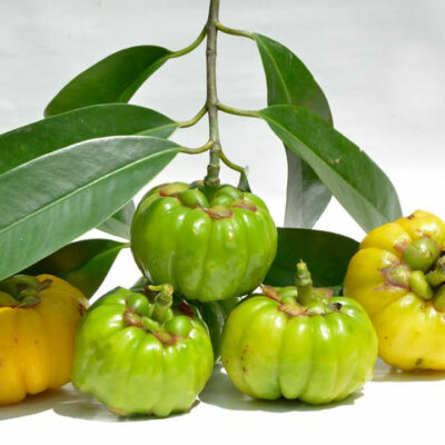 Getting an insight on Garcinia Cambogia