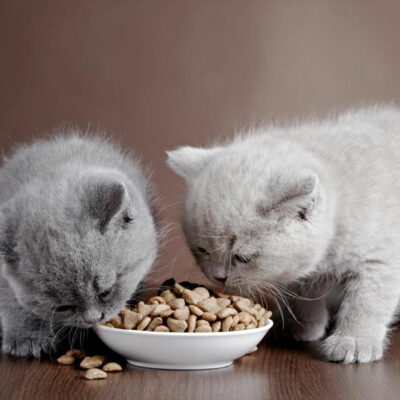 Guide to choose the best dry food for your indoor cat