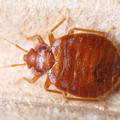 How to find bed bugs