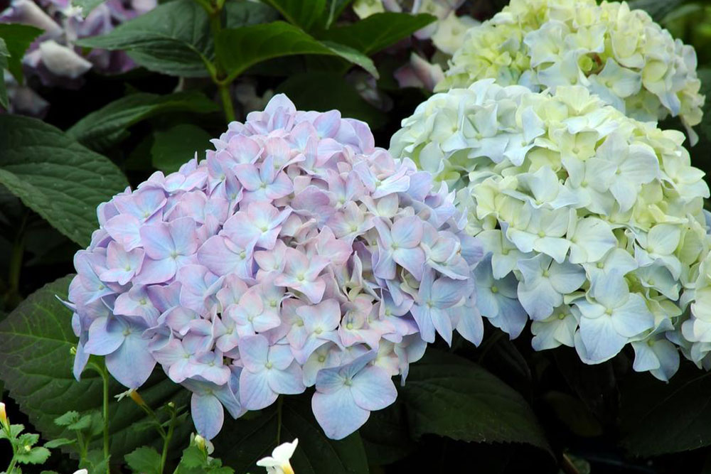 Tips on how to plant and take care of hydrangea plants