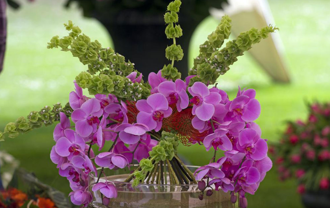 Tips to grow orchids indoors in water without soil