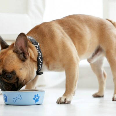 Top 7 Puppy Food Brands in the Market