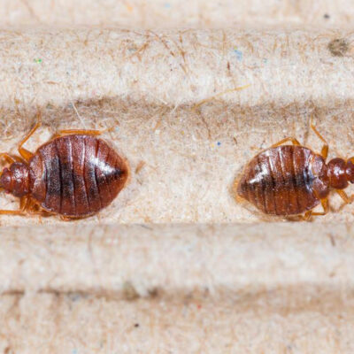 Top 3 bed bug sprays you can consider