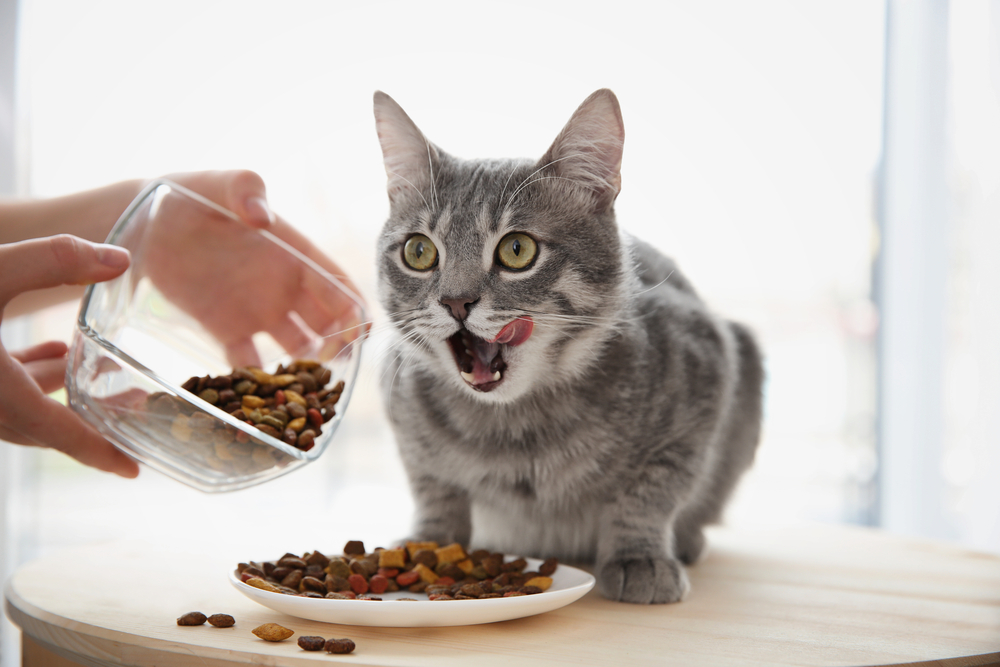 Treat Your Feline Friends with the Best Food