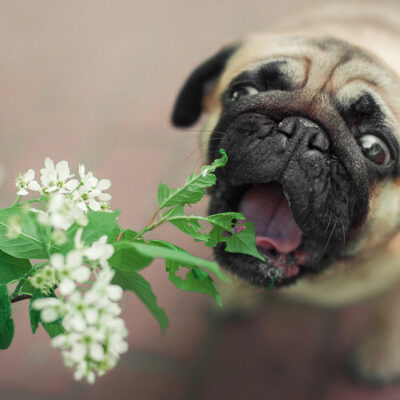 6 plants that are toxic to dogs