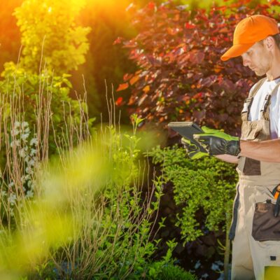 A Guide To Affordable Lawn Care Services