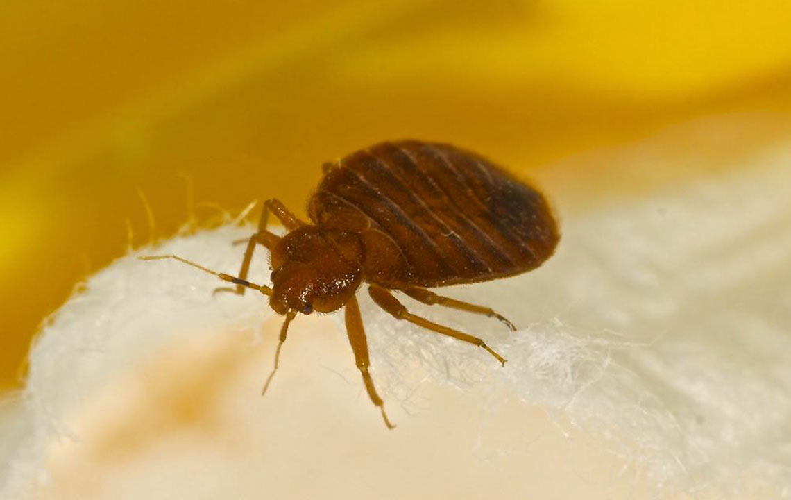 The Most Common Signs Of Bed Bugs