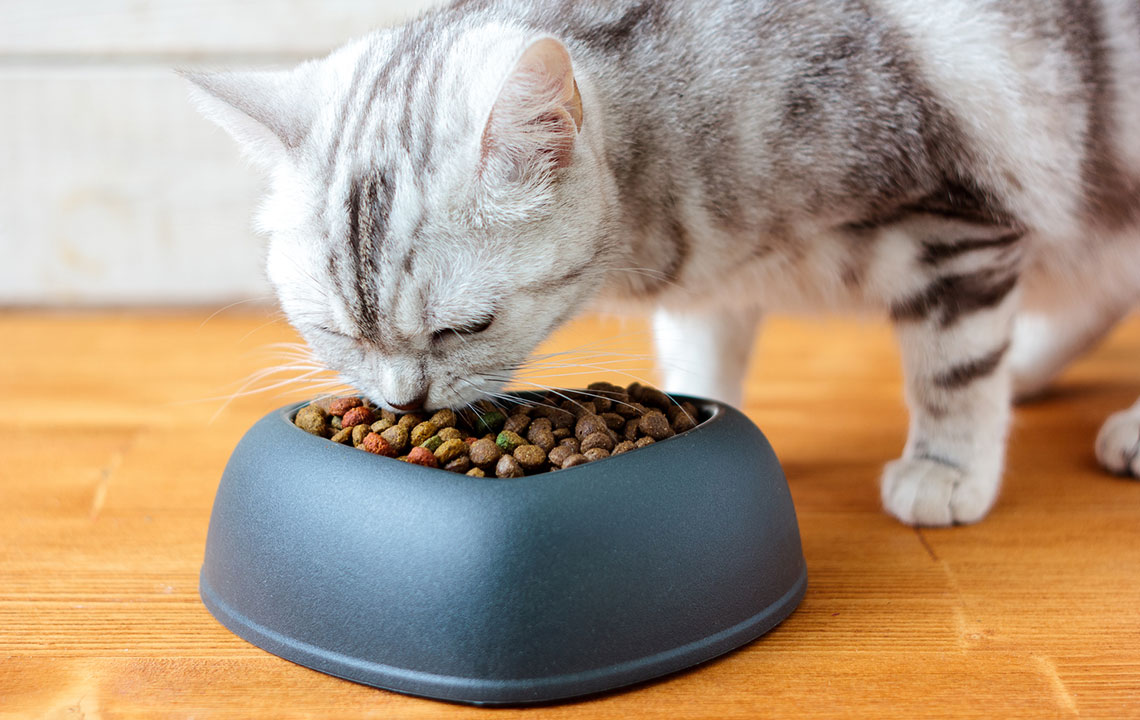 Top 5 Cat Foods for Your Feline Friends