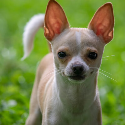 10 Reasons Chihuahuas Are the Best Dogs to Pet