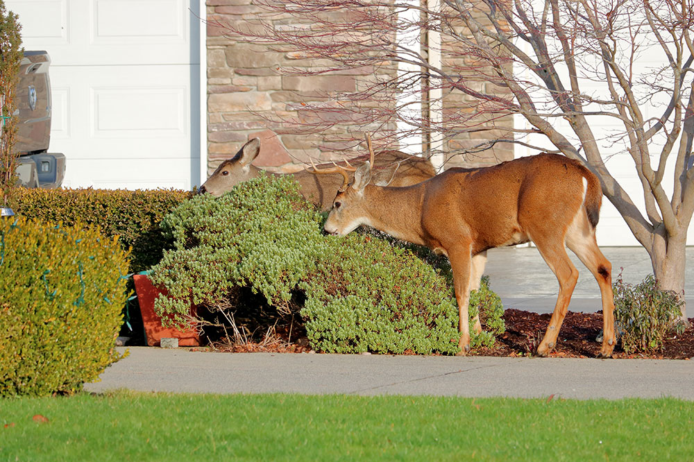 6 Ways to Keep Deer Away From the Yard