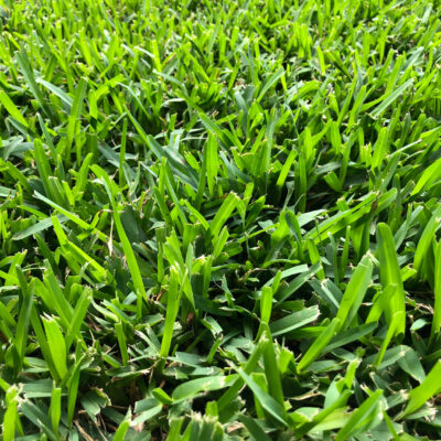 Effective St. Augustine Grass Lawn Care Tips