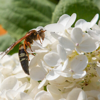 6 Ways to Get Rid of Cicadas from One&#8217;s Property