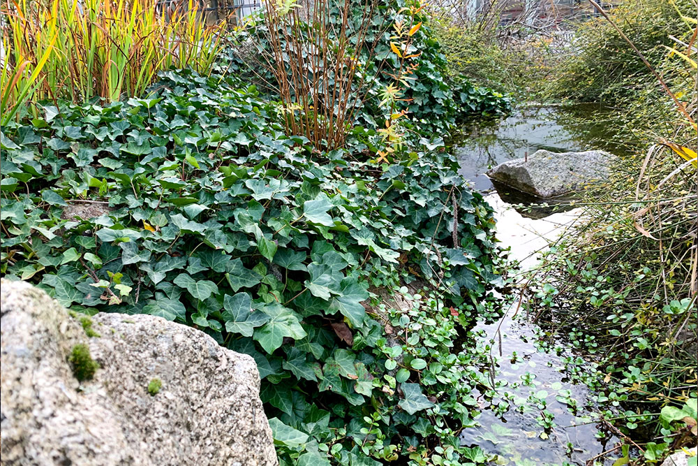 Top Ways to Get Rid of Ivy Plants