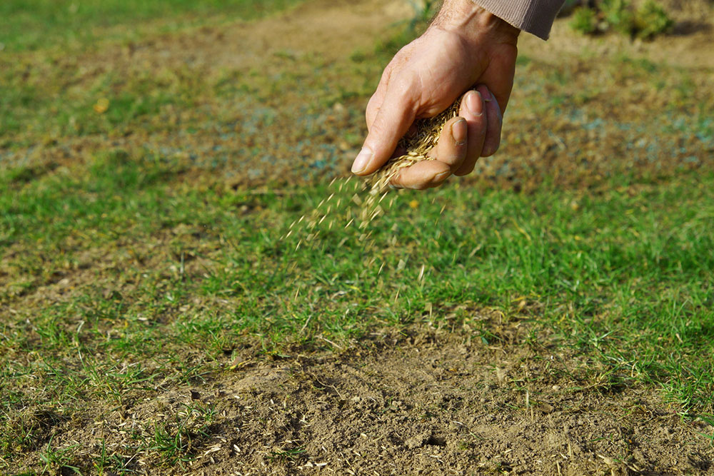 Types of Grass Seeds and Lawn Care Tips